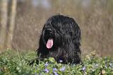BRIARD 104